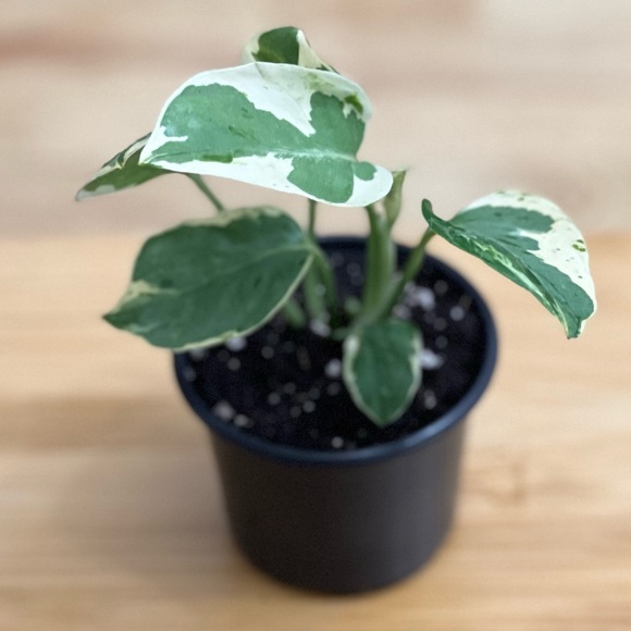 Pearls & Jade Pothos - Rare, Variegated Tropical Houseplant - Picture 1 of 12